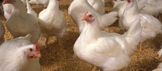 Organic Pig & Poultry