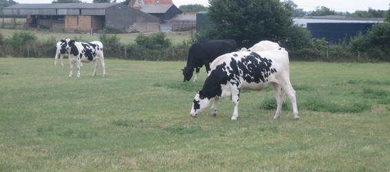 Bovine TB Strategy Review