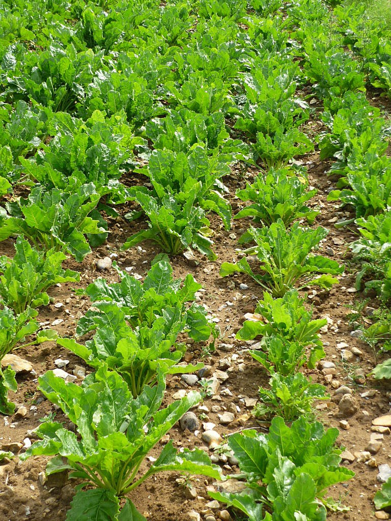 Neonicotinoid Authorisation