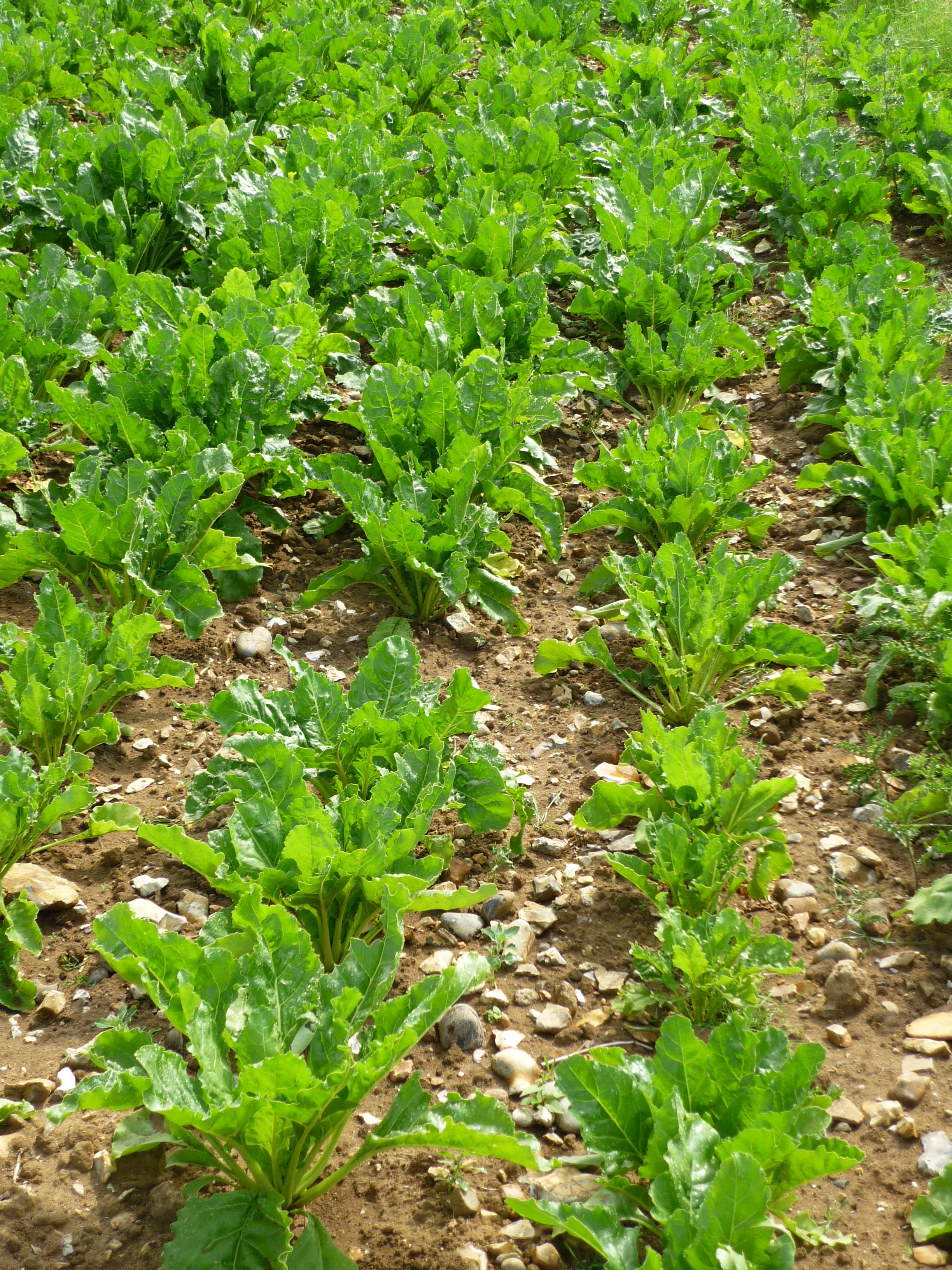 Neonicotinoid Authorisation