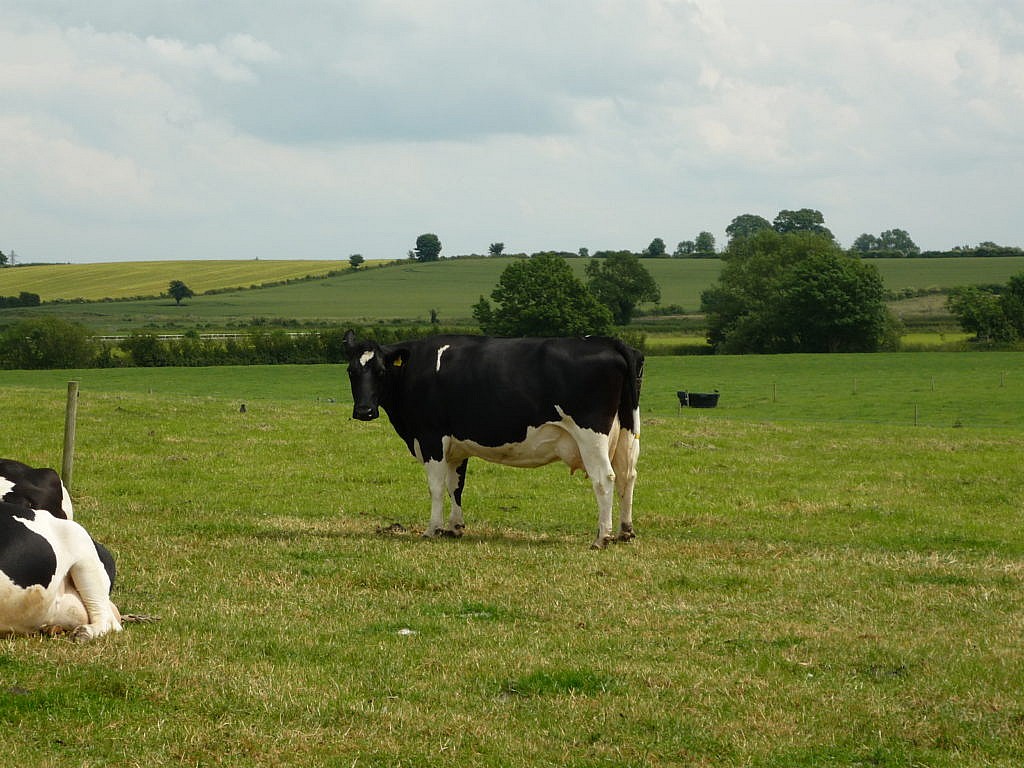 Small Dairy Farmers Payment