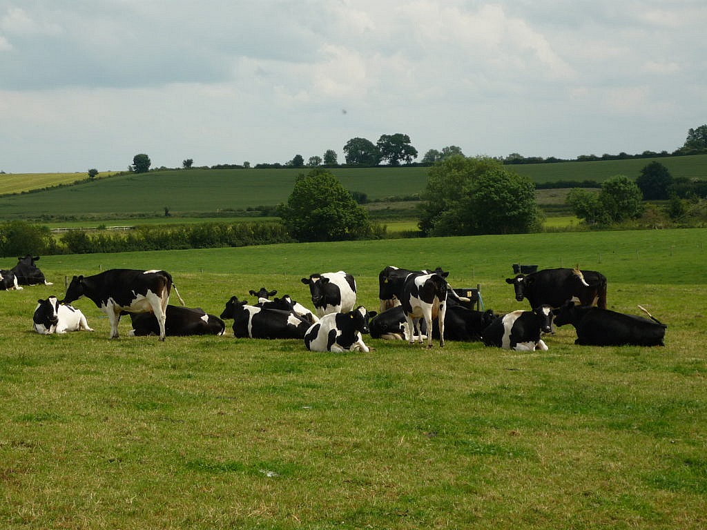 Dairy Update – Oct ’21