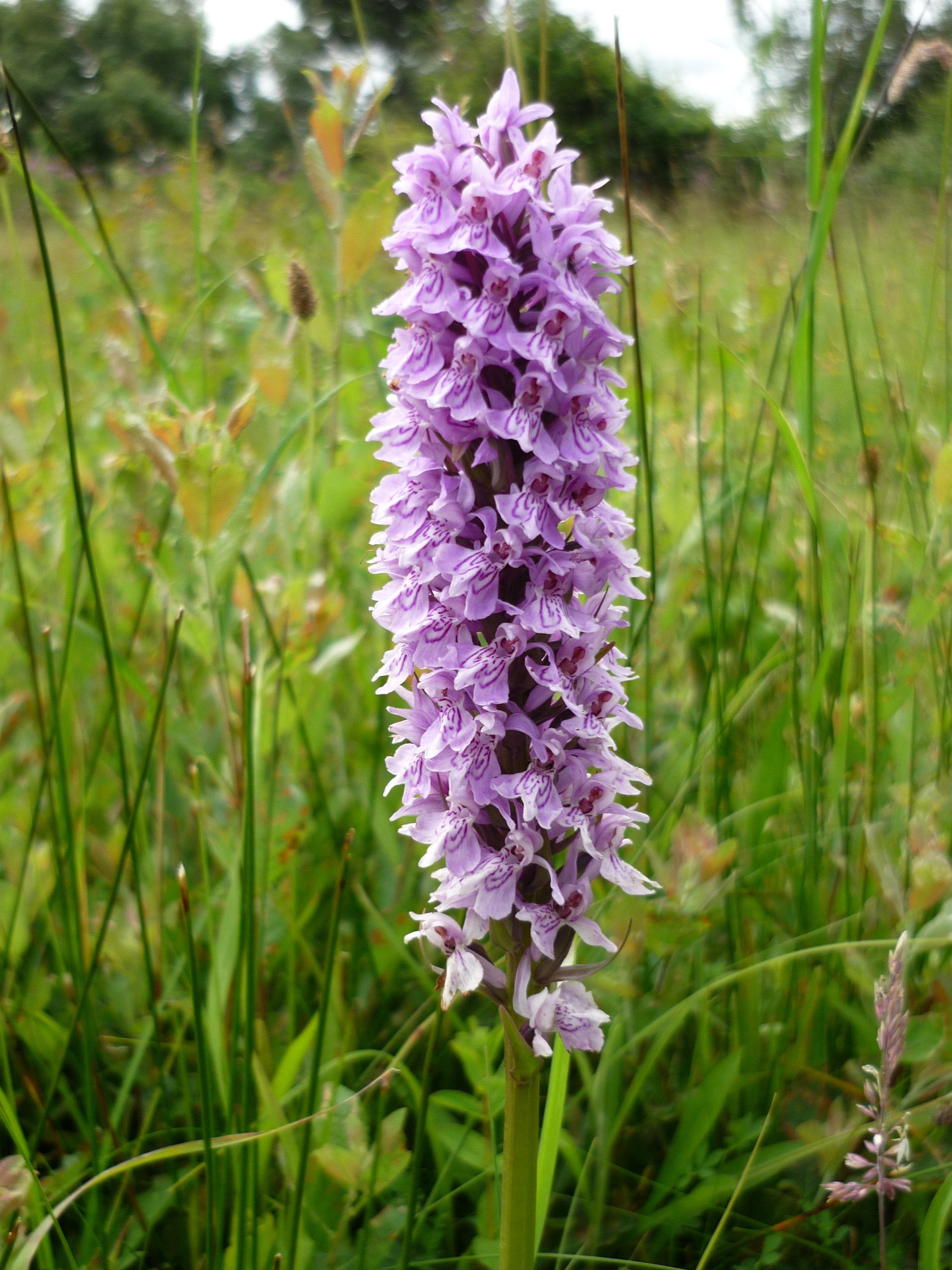 Countryside Stewardship Changes