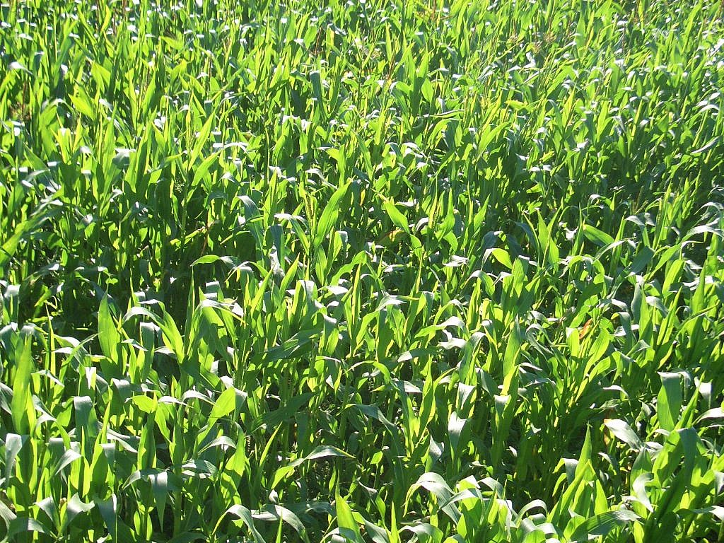 June Arable Market Update