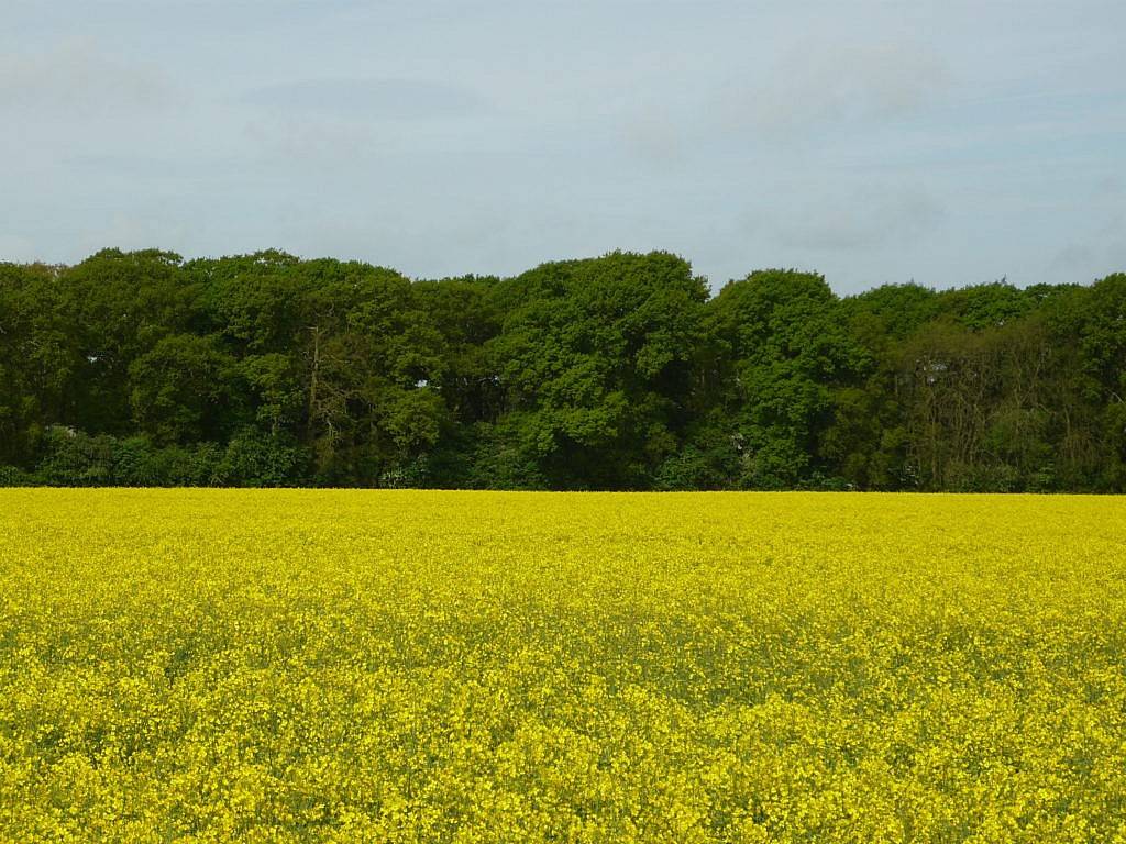 OSR Area to Rise