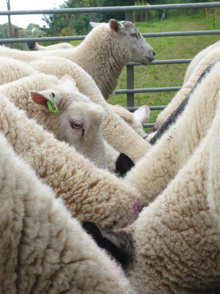 Sheep Payments: Scotland