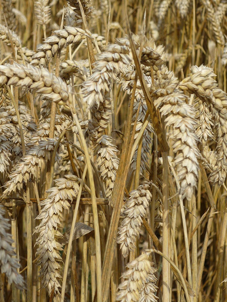 Arable Roundup – Feb ’24