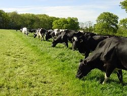 Revised Milk Production Figures
