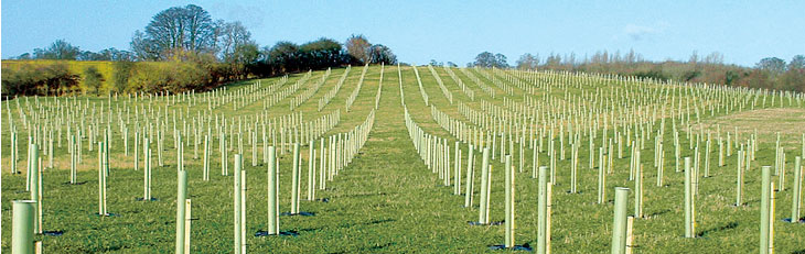 Woodland Creation Grant