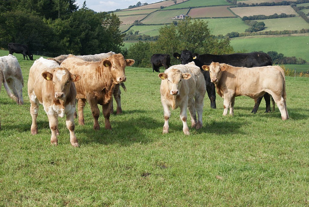 Funding for Farm-Based Protein