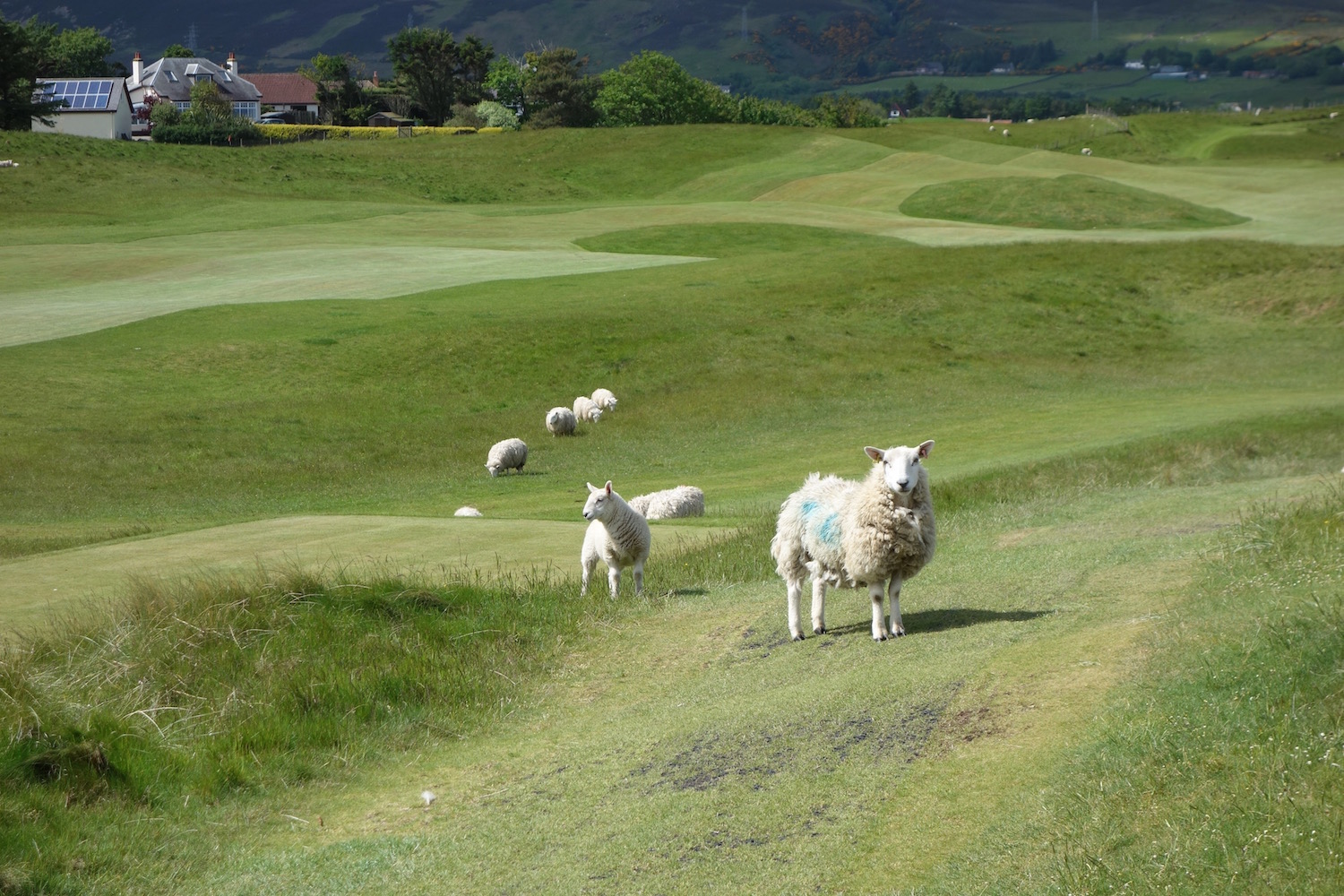 Scottish Active Farmer Rule