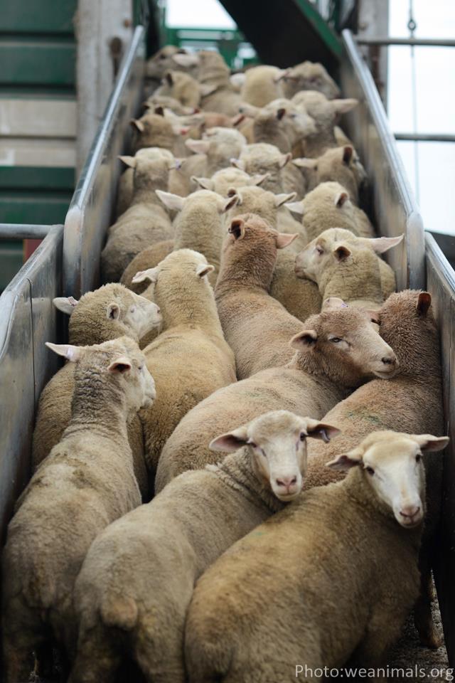 Bluetongue: Movement of Livestock