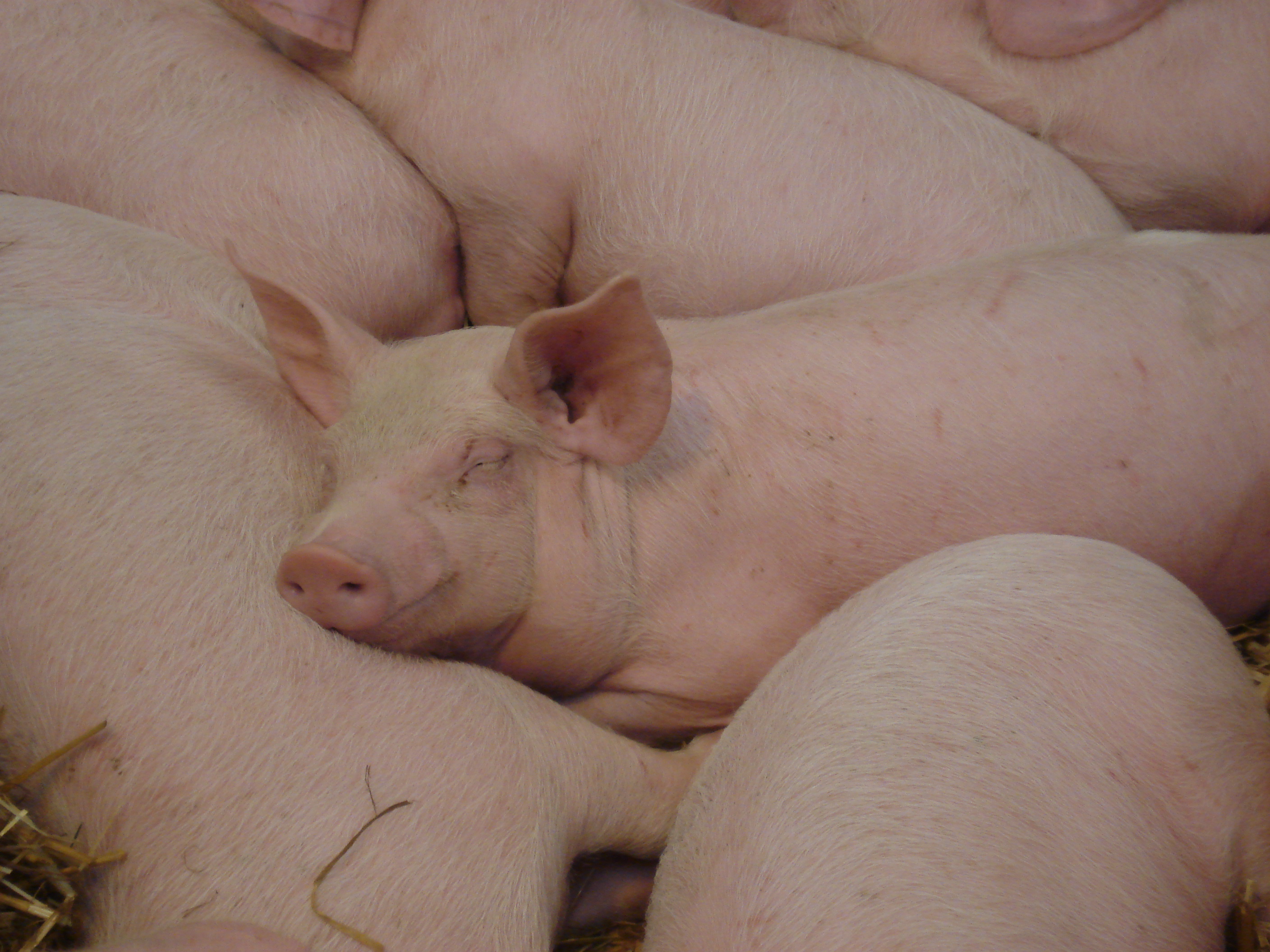 Pig Margins Squeezed