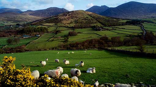 Northern Ireland Farm Policy