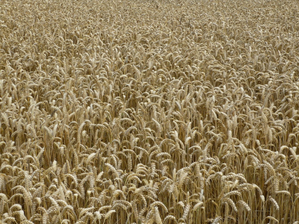 Wheat Market Moves from West to East