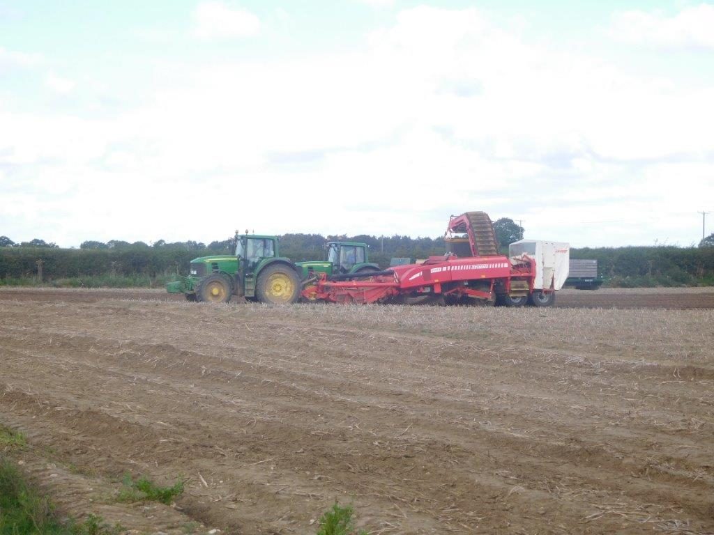 Potato Harvest