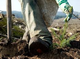 Scottish Forestry Support