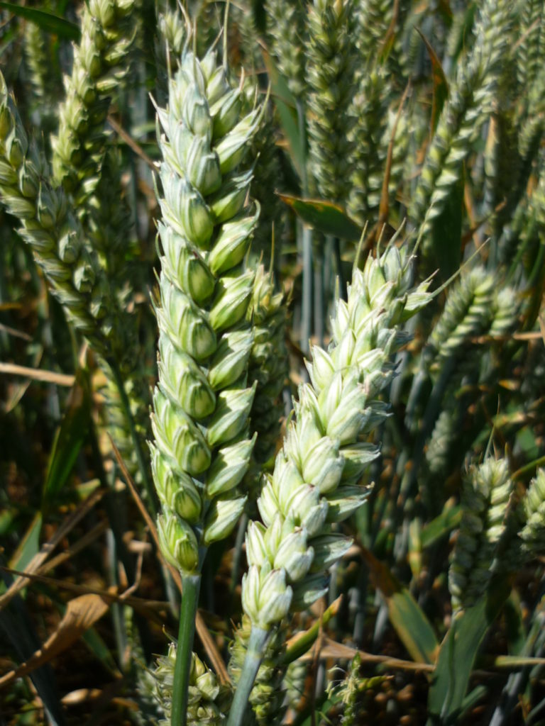 Grain Market Commentary