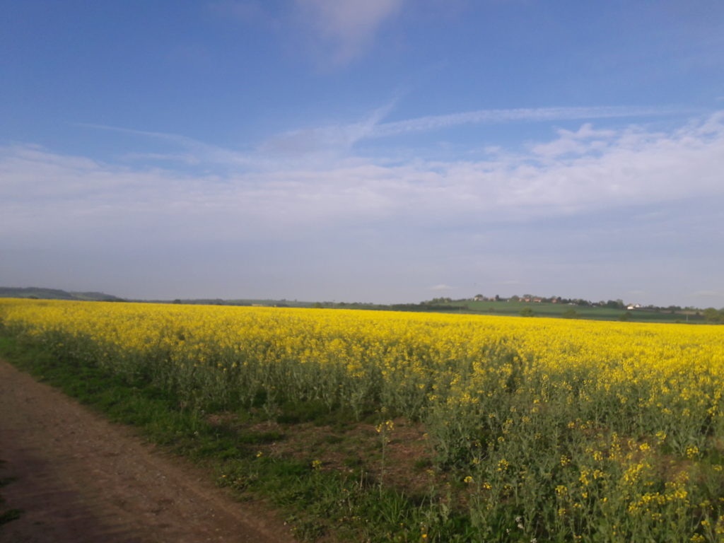 Cabbage Stem Flea Beetle