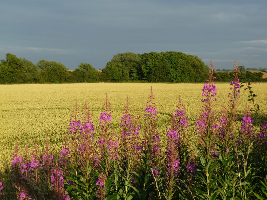 Grain Crop Commentary
