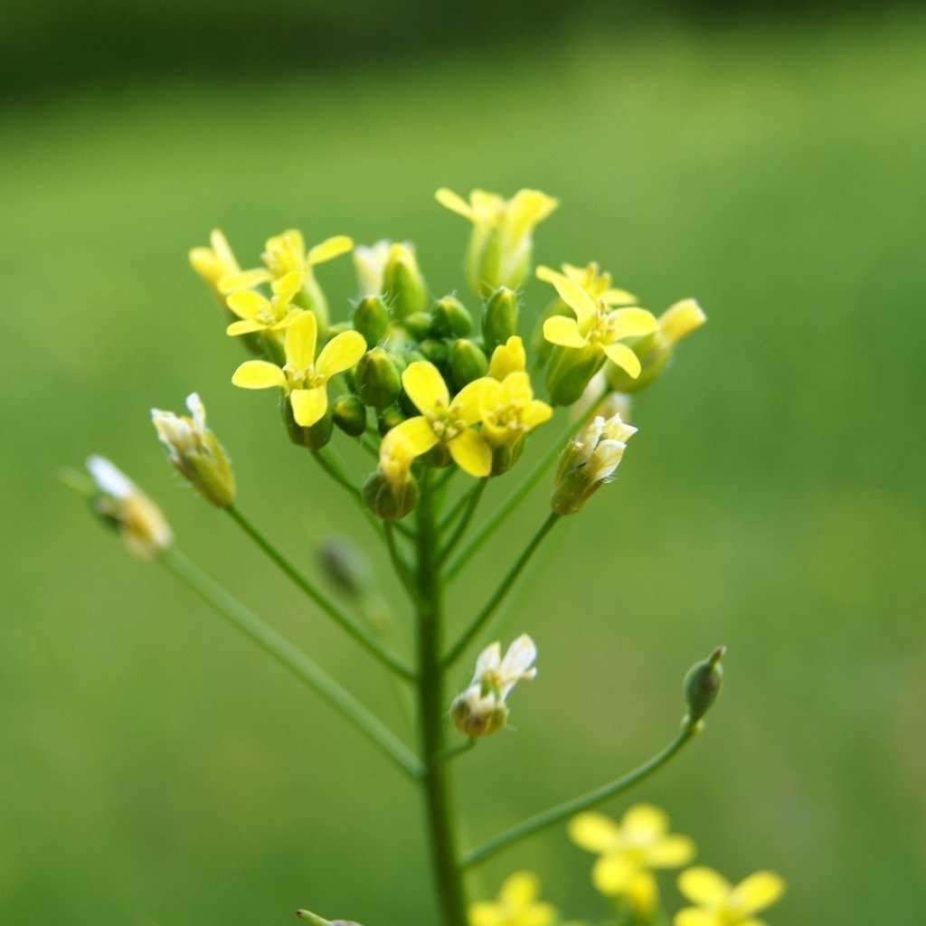GM Camelina