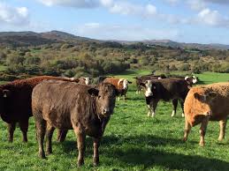 Ireland: GHG Emissions Reduction Target