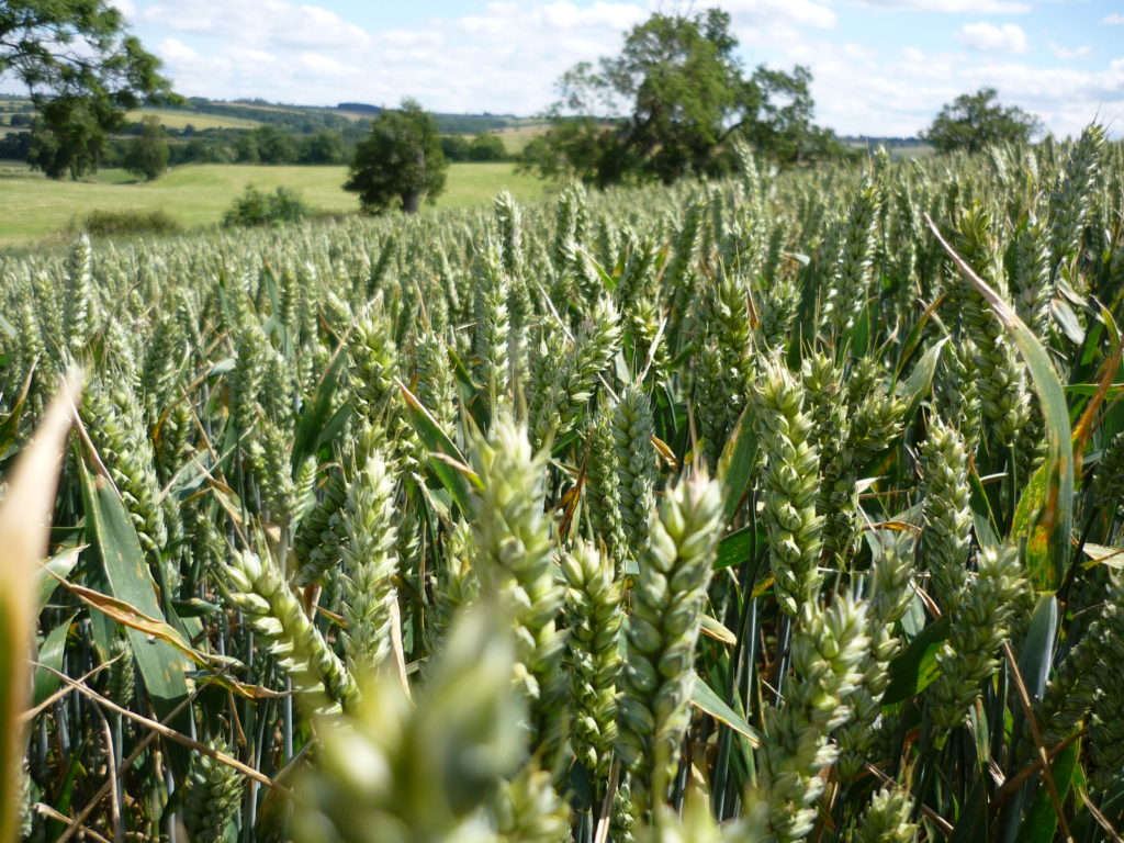 AHDB Planting Survey – Jul ’21