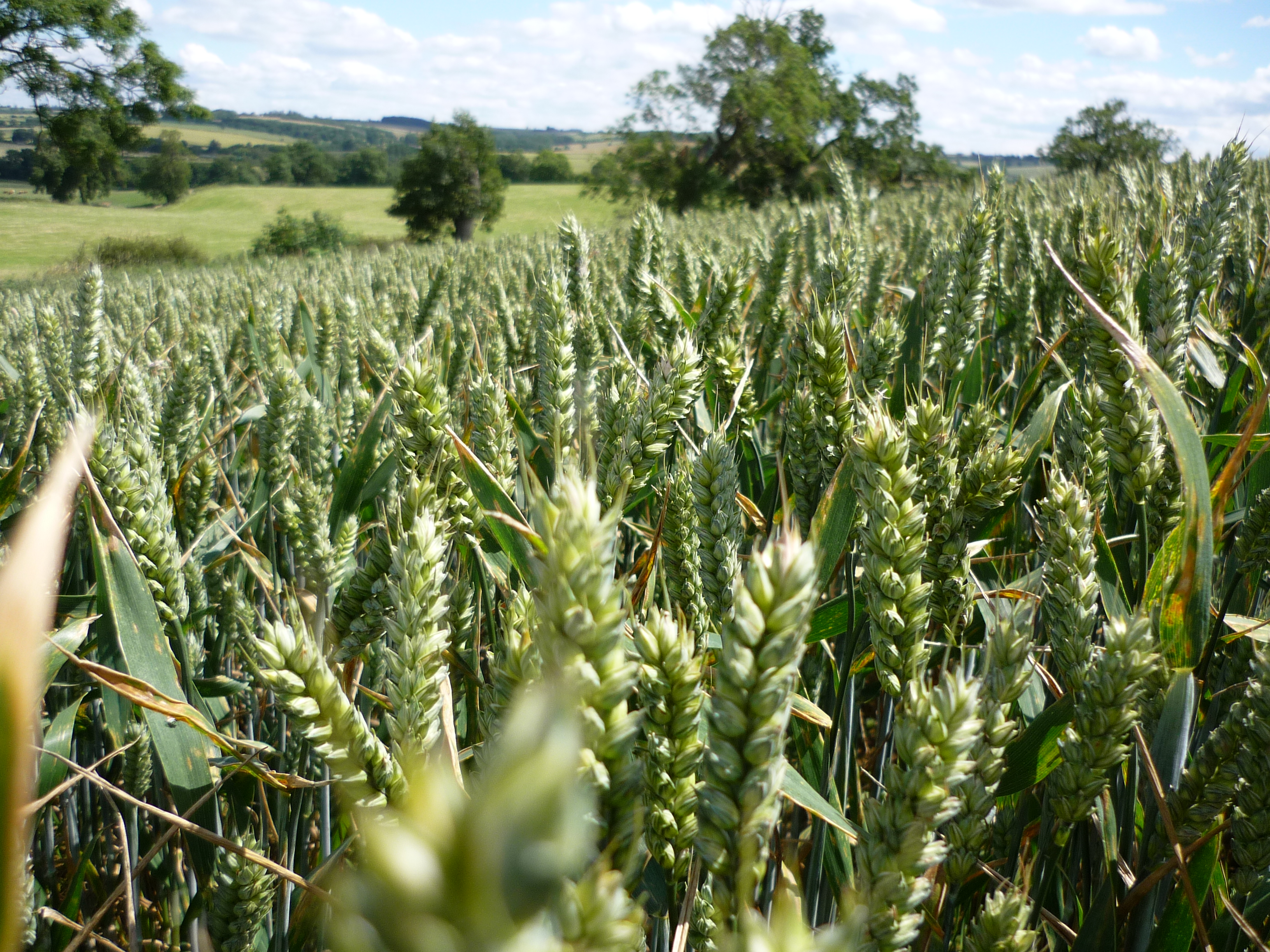 AHDB Planting Survey