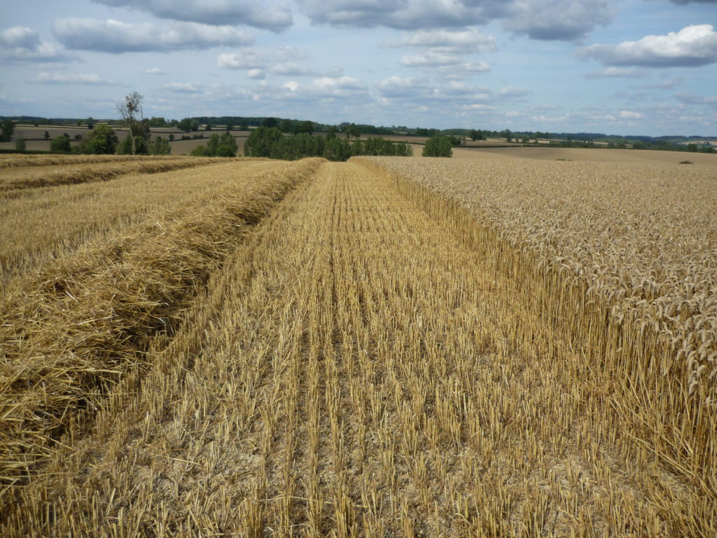 AHDB Planting Survey – Jul ’19