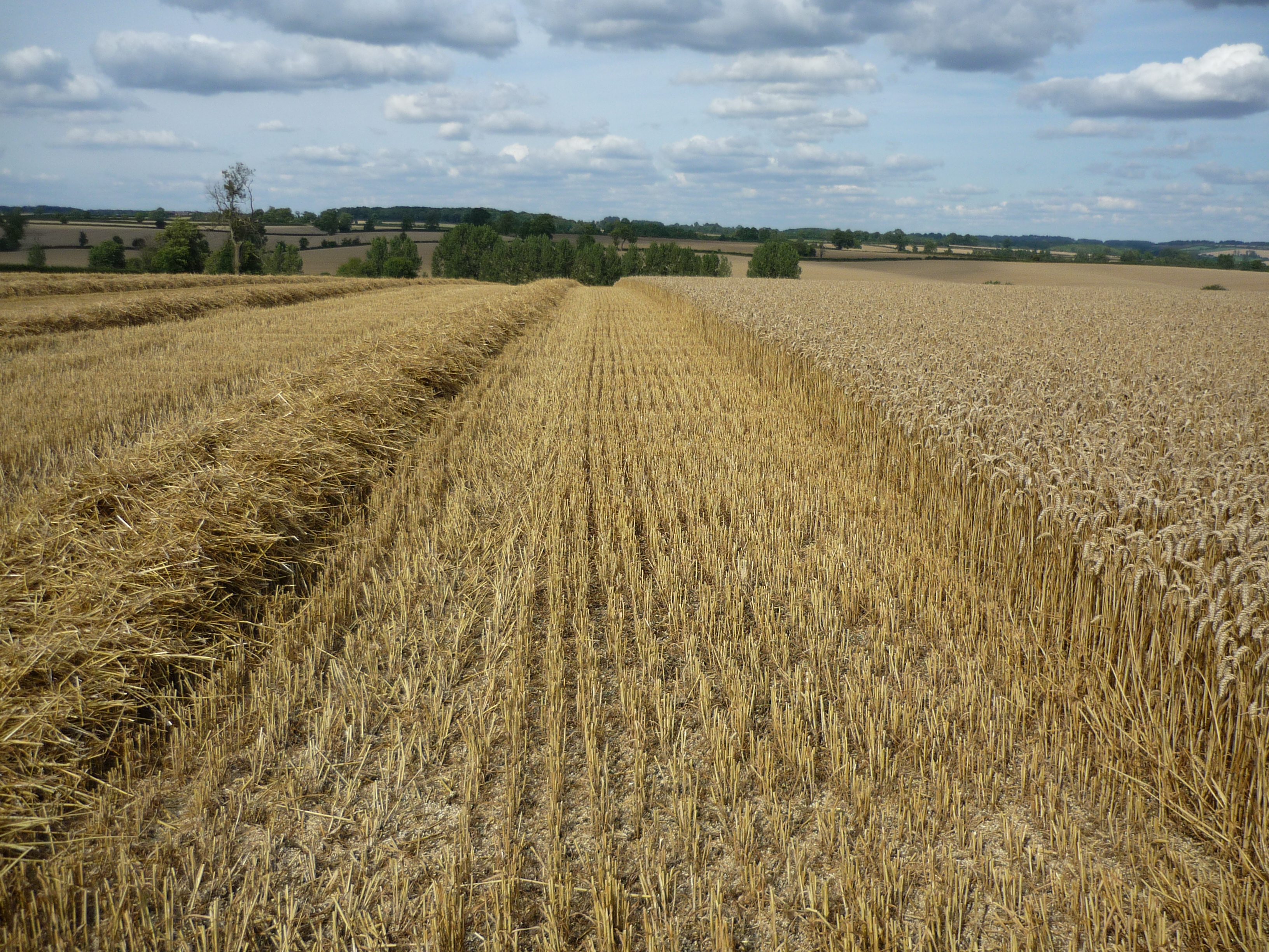 AHDB Planting Survey