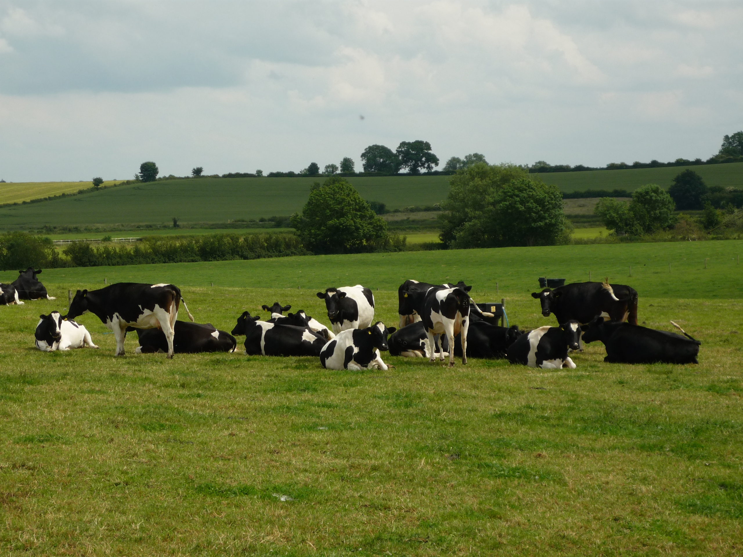 The Future Dairy Partnership