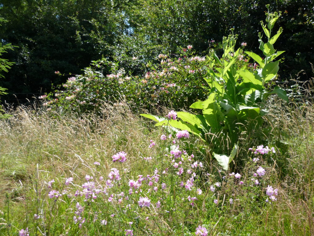 Countryside Stewardship Higher Tier – Dec ’24