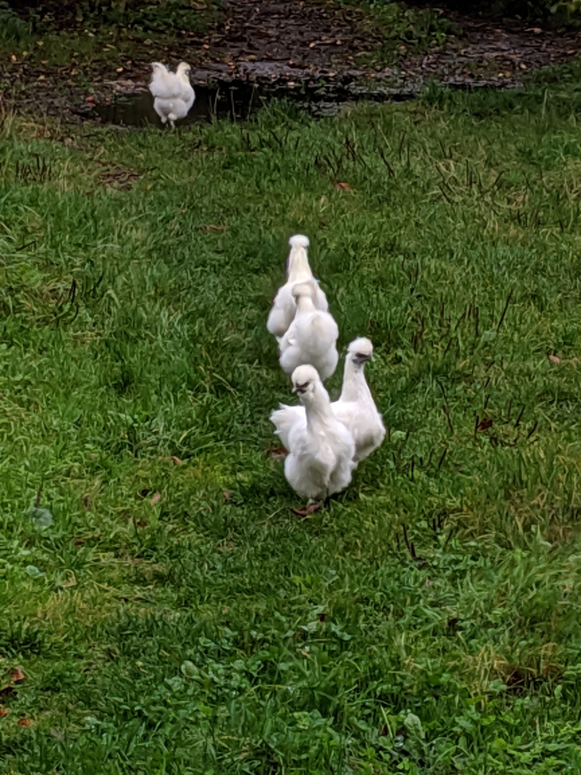 Bird Housing Rule Lifted