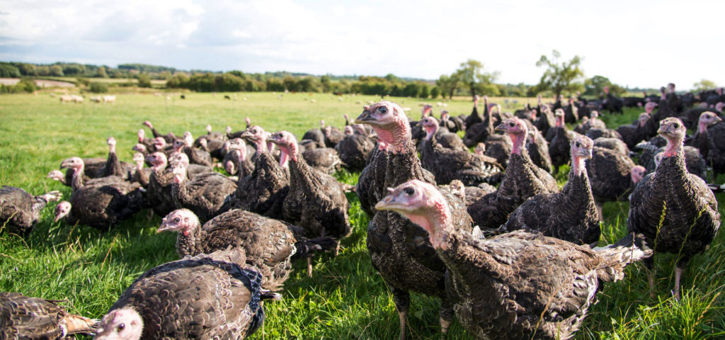 Avian Influenza – May ’21