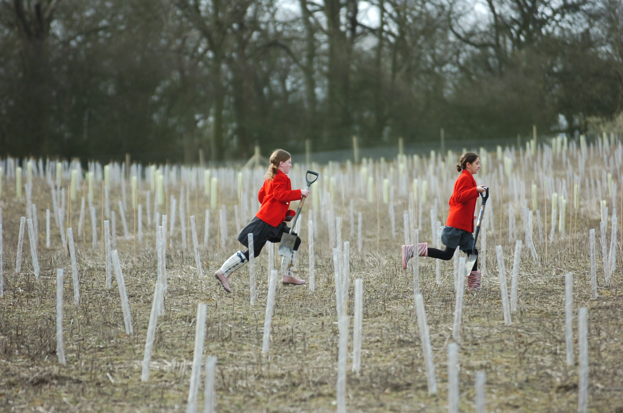 Improvements to Woodland Grants