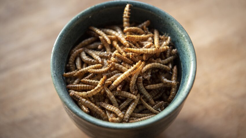 Insect Safe for Human Consumption