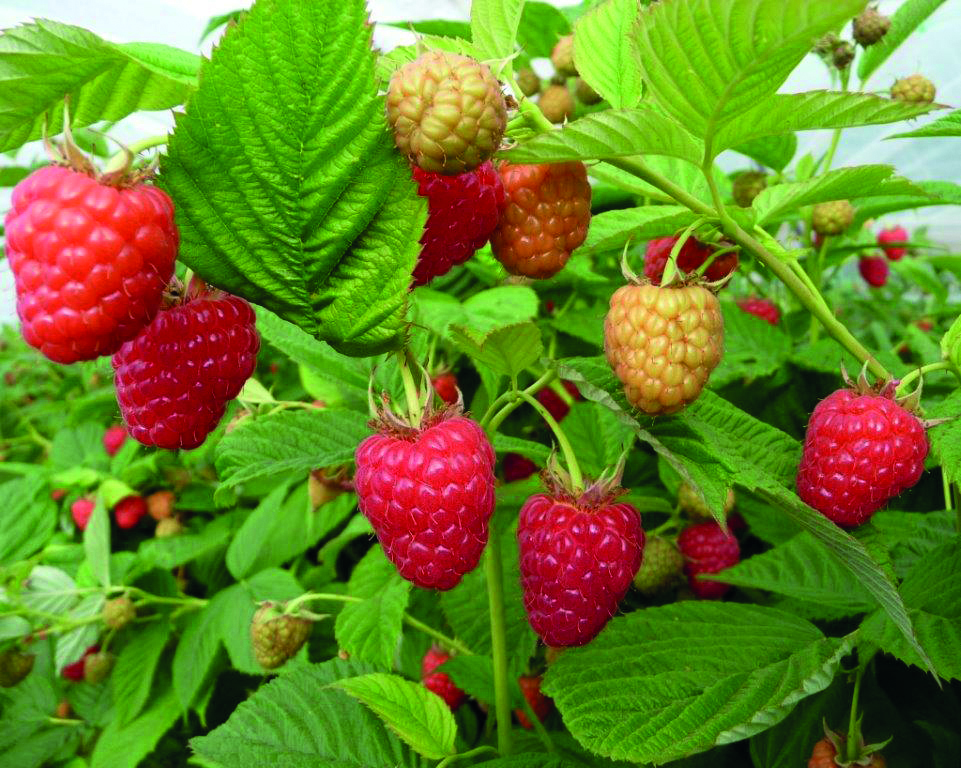 Producer Organisations