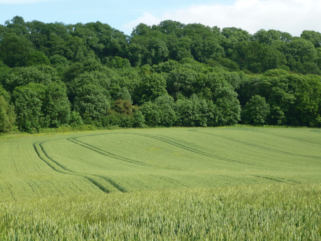 Grain Market Update – Dec ’25