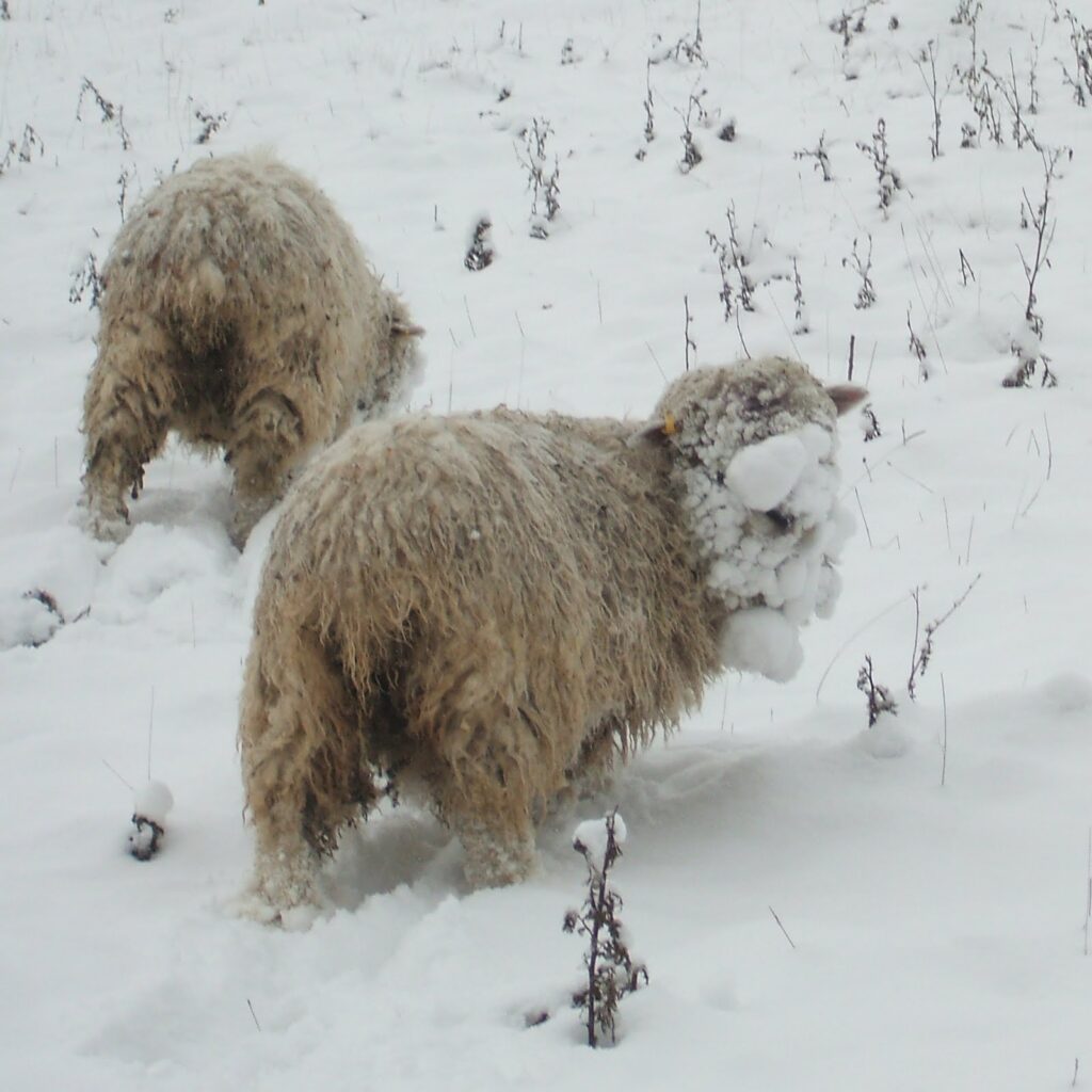 Scottish Sheep Payments