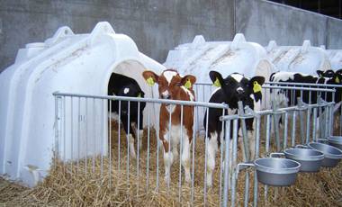 Calf Housing Grant