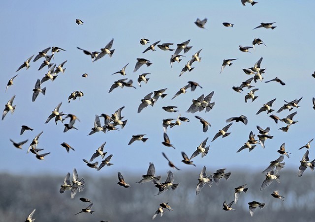 State of Nature Report