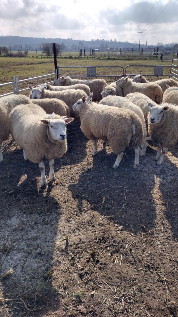 Sheep Meat Outlook 2026