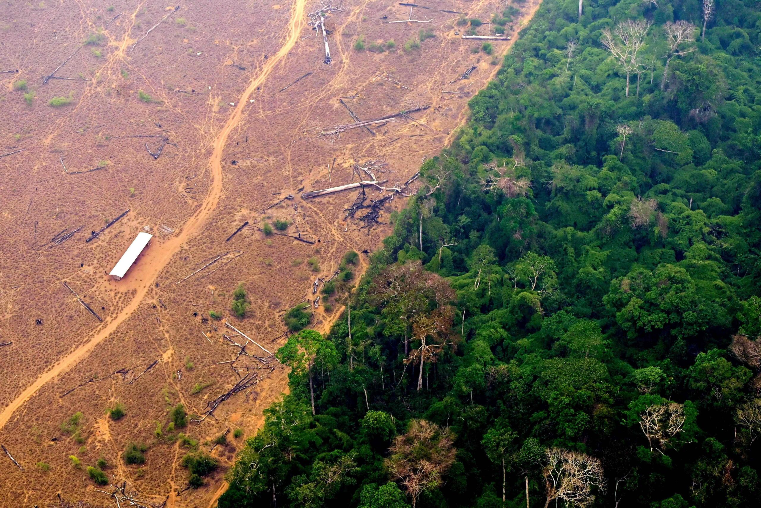 EU Deforestation Reg. Delay