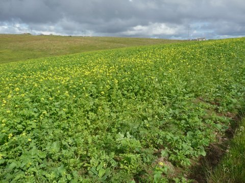 Countryside & Environmental Stewardship