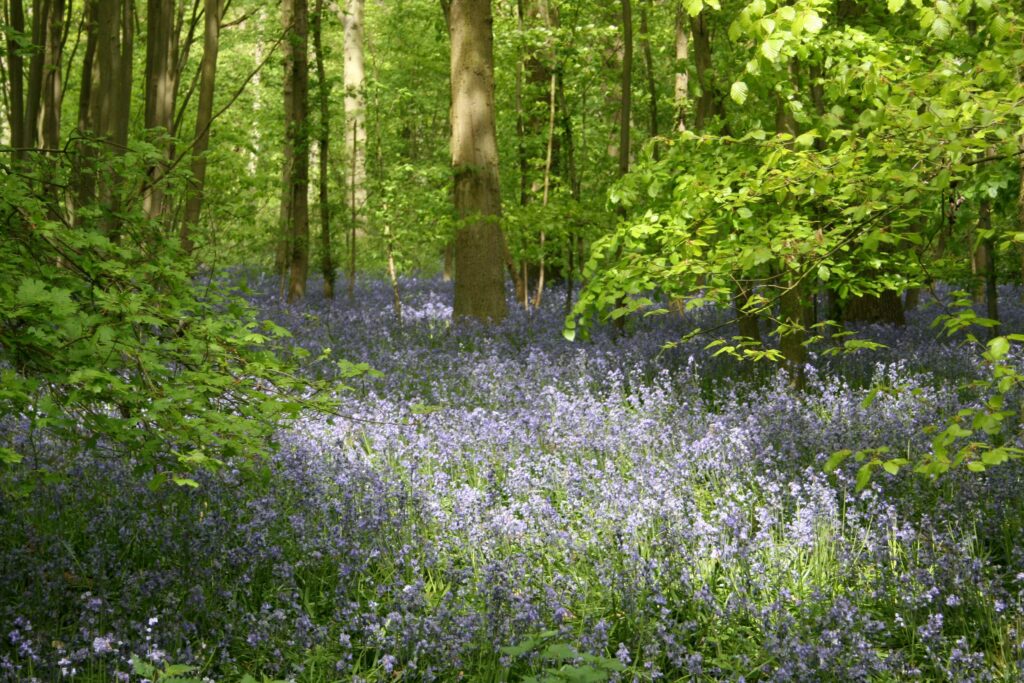 Environmental Targets