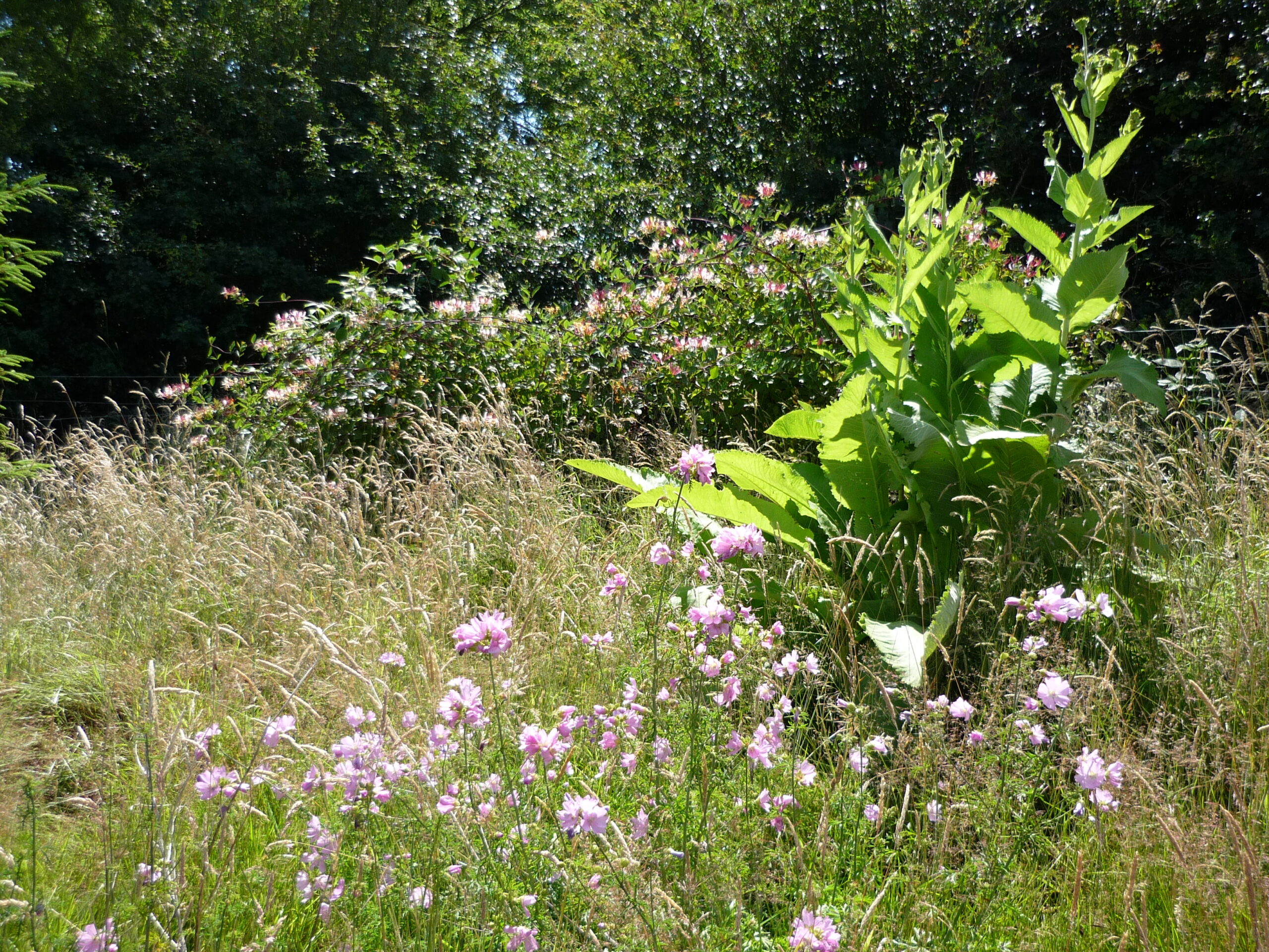 Countryside Stewardship Higher Tier