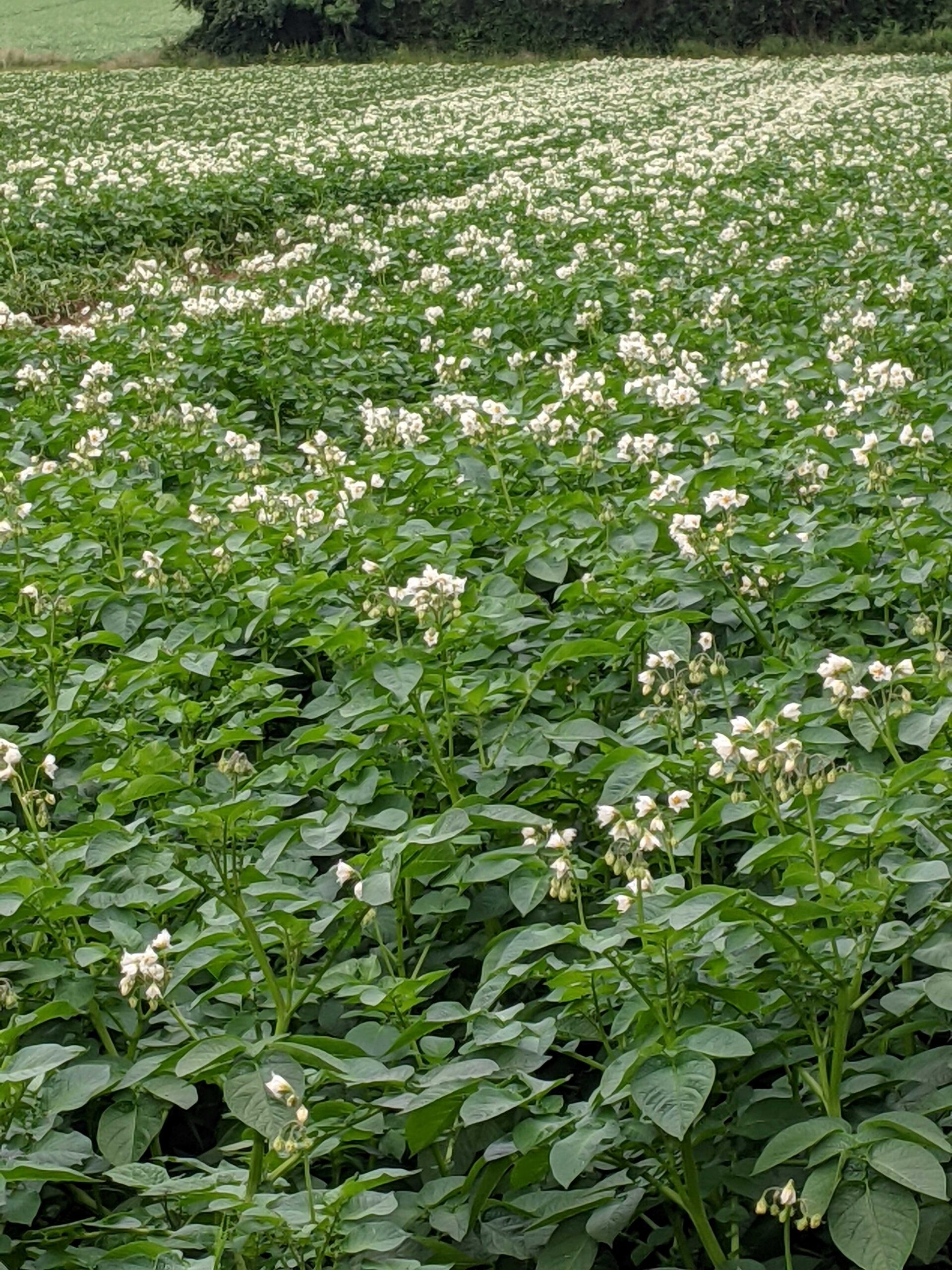 Potato Market Update