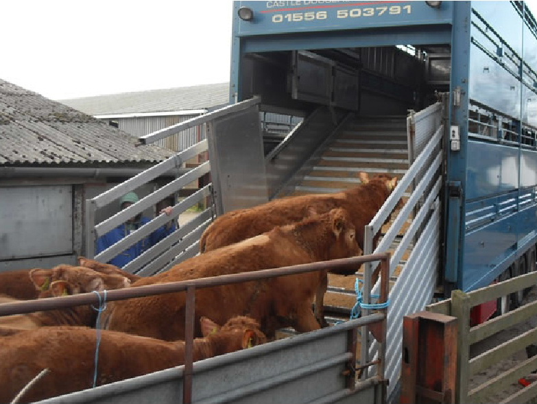 Bluetongue Restrictions