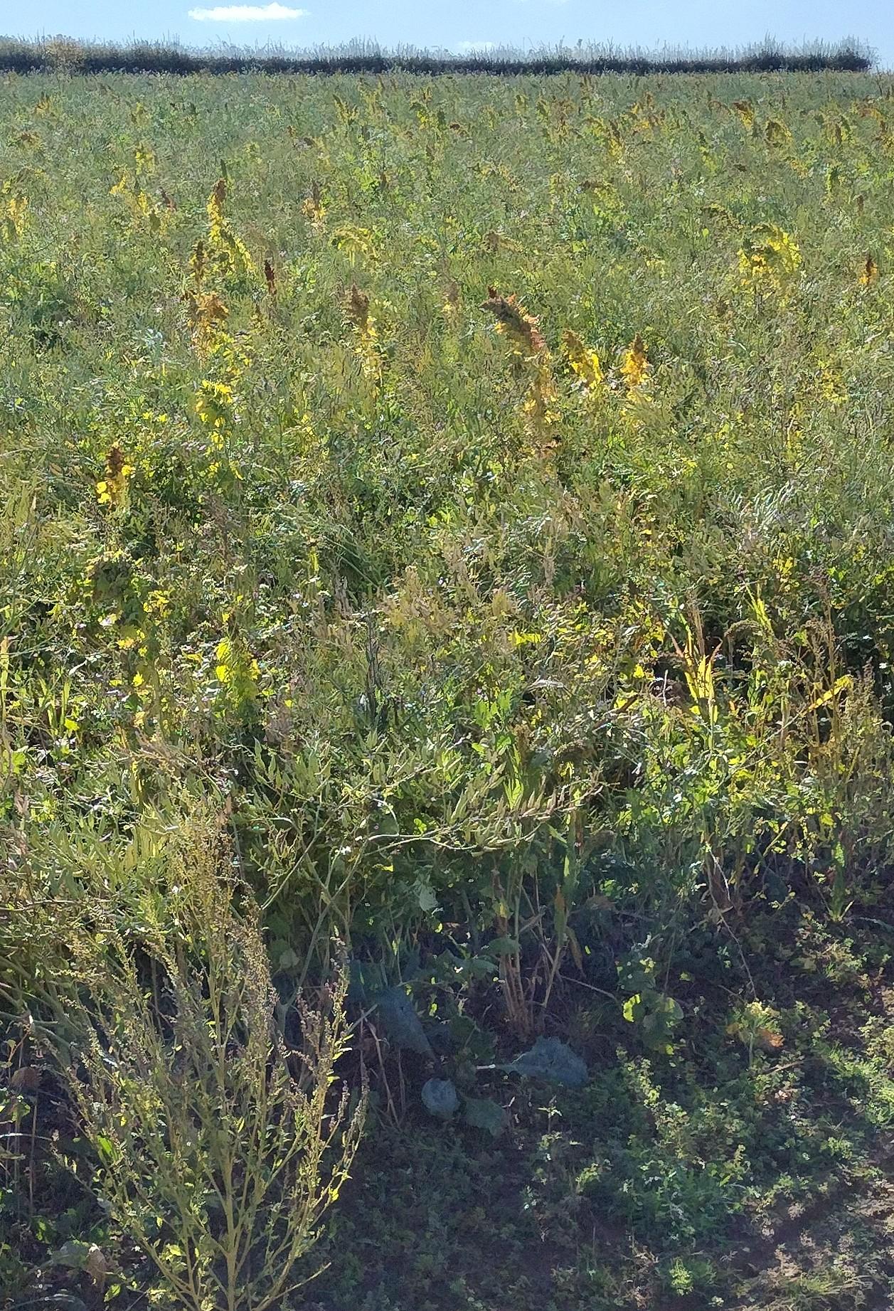 SFI ‘Reopens’ for Some