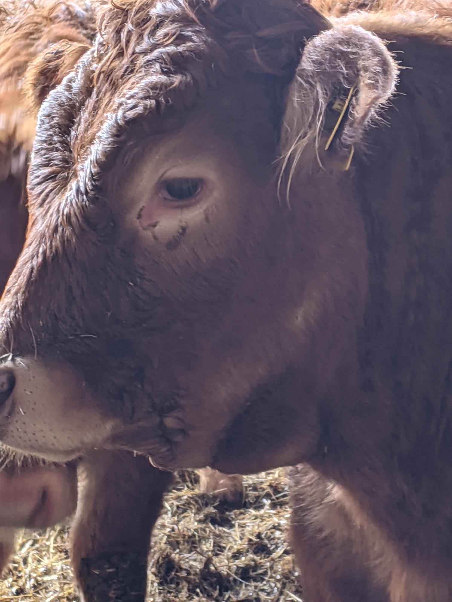 Electronic ID for Cattle